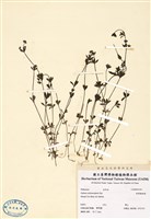 藏品(刺果豬殃殃)的圖片